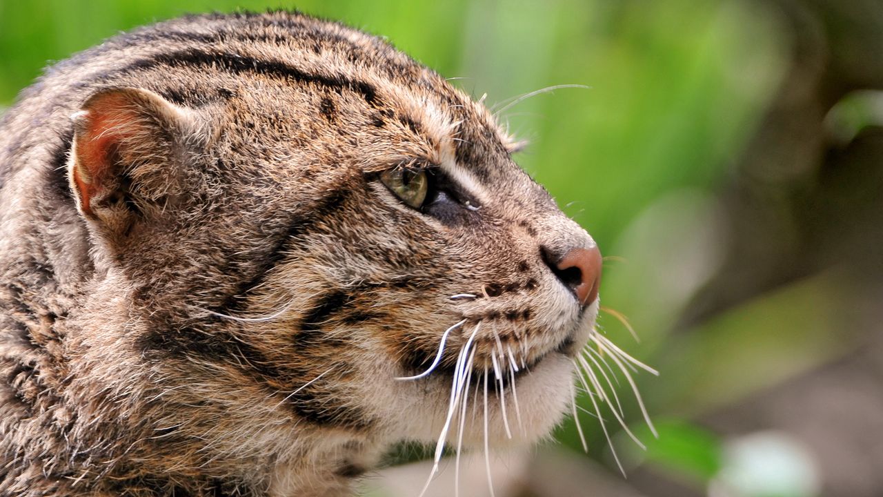 Wallpaper fisher cat, face, profile, spotted