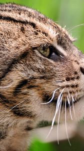 Preview wallpaper fisher cat, face, profile, spotted