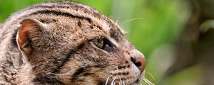 Preview wallpaper fisher cat, face, profile, spotted