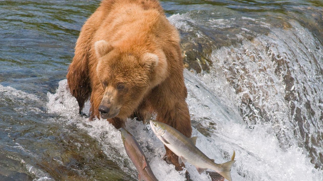 Wallpaper fishing, bear, water, river, fish