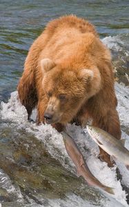 Preview wallpaper fishing, bear, water, river, fish