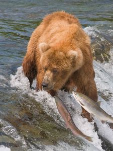 Preview wallpaper fishing, bear, water, river, fish