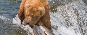 Preview wallpaper fishing, bear, water, river, fish