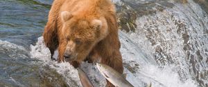 Preview wallpaper fishing, bear, water, river, fish