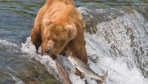 Preview wallpaper fishing, bear, water, river, fish