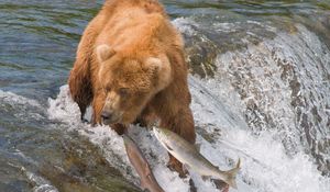 Preview wallpaper fishing, bear, water, river, fish