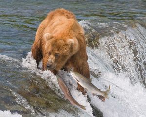 Preview wallpaper fishing, bear, water, river, fish
