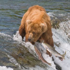 Preview wallpaper fishing, bear, water, river, fish