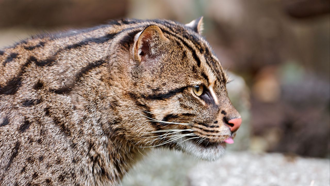 Wallpaper fishing cat, muzzle, tongue, profile, spotted, big cat hd ...