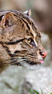 Preview wallpaper fishing cat, muzzle, tongue, profile, spotted, big cat