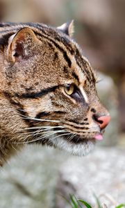 Preview wallpaper fishing cat, muzzle, tongue, profile, spotted, big cat