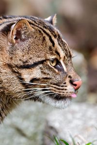 Preview wallpaper fishing cat, muzzle, tongue, profile, spotted, big cat