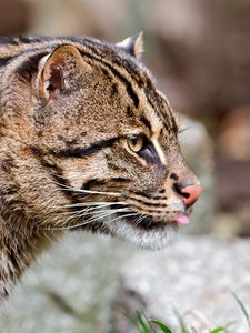 Preview wallpaper fishing cat, muzzle, tongue, profile, spotted, big cat