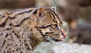 Preview wallpaper fishing cat, muzzle, tongue, profile, spotted, big cat