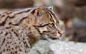 Preview wallpaper fishing cat, muzzle, tongue, profile, spotted, big cat