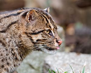 Preview wallpaper fishing cat, muzzle, tongue, profile, spotted, big cat