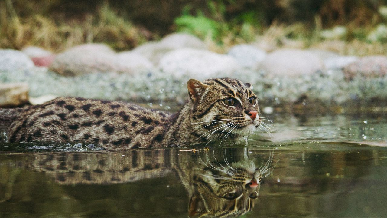 Wallpaper fishing cat, water, swim