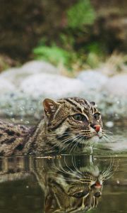 Preview wallpaper fishing cat, water, swim