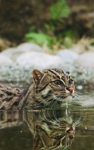 Preview wallpaper fishing cat, water, swim