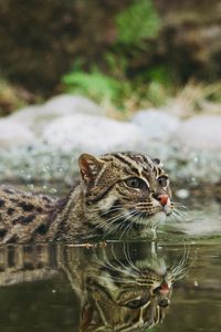 Preview wallpaper fishing cat, water, swim