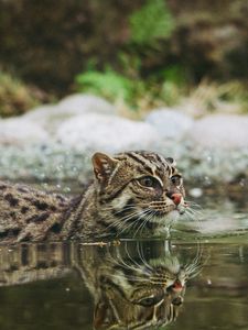 Preview wallpaper fishing cat, water, swim