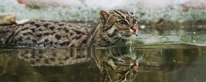 Preview wallpaper fishing cat, water, swim