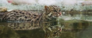 Preview wallpaper fishing cat, water, swim