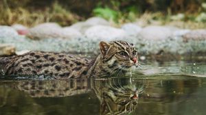 Preview wallpaper fishing cat, water, swim