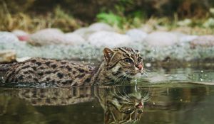 Preview wallpaper fishing cat, water, swim