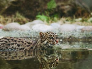 Preview wallpaper fishing cat, water, swim