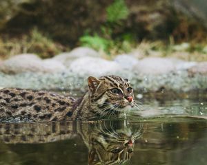 Preview wallpaper fishing cat, water, swim