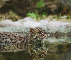 Preview wallpaper fishing cat, water, swim