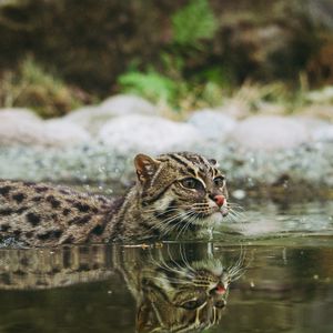 Preview wallpaper fishing cat, water, swim