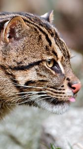 Preview wallpaper fishing cats, wild, big cat, spotted