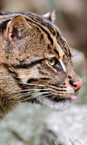 Preview wallpaper fishing cats, wild, big cat, spotted