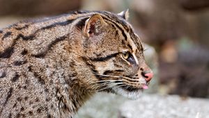 Preview wallpaper fishing cats, wild, big cat, spotted