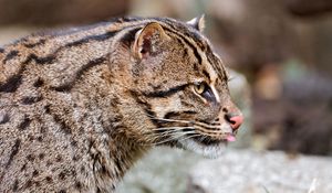 Preview wallpaper fishing cats, wild, big cat, spotted