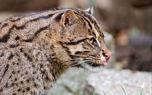 Preview wallpaper fishing cats, wild, big cat, spotted