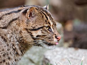 Preview wallpaper fishing cats, wild, big cat, spotted