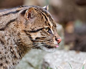 Preview wallpaper fishing cats, wild, big cat, spotted