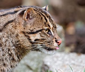 Preview wallpaper fishing cats, wild, big cat, spotted
