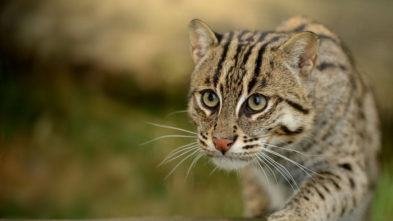 Wallpaper fishing cats, wild cat, paw, snout