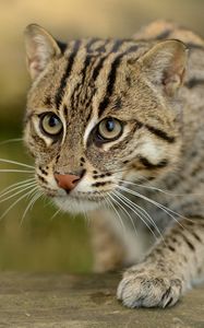 Preview wallpaper fishing cats, wild cat, paw, snout