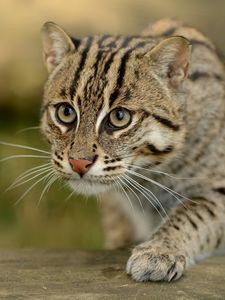 Preview wallpaper fishing cats, wild cat, paw, snout