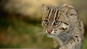 Preview wallpaper fishing cats, wild cat, paw, snout