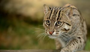 Preview wallpaper fishing cats, wild cat, paw, snout