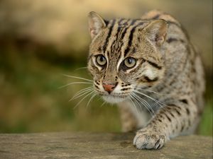Preview wallpaper fishing cats, wild cat, paw, snout