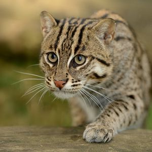 Preview wallpaper fishing cats, wild cat, paw, snout