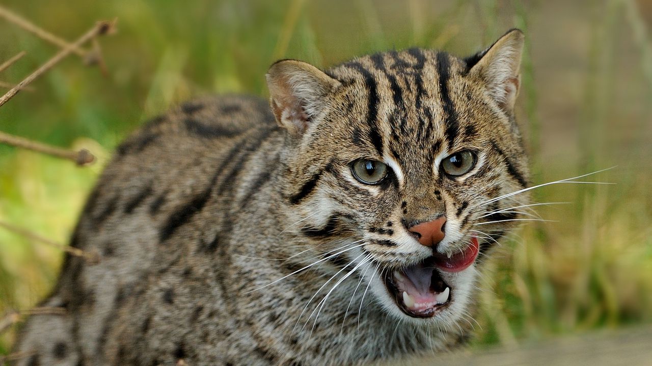 Wallpaper fishing cats, wild cats, predator