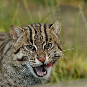 Preview wallpaper fishing cats, wild cats, predator